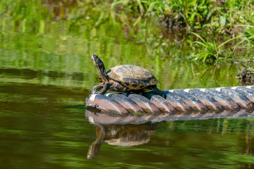 Coastal Plain Cooter on drain pipe in pond