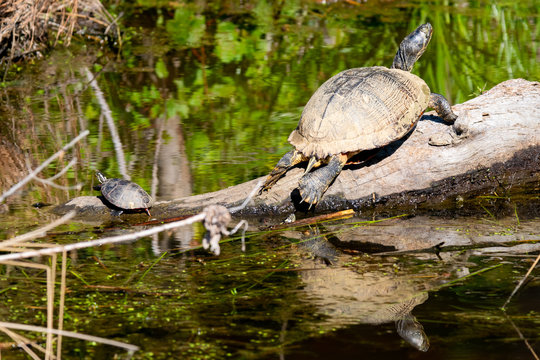 Coastal Plain Cooter, adult and baby, on a log in a swamp