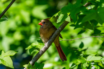 Northern Cardinal
