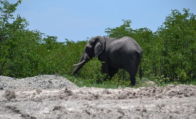 elephant in the wild