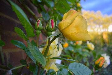 Yellow rosebud by brick wall after a storm Climbing flowering shrub with stems armed with sharp...
