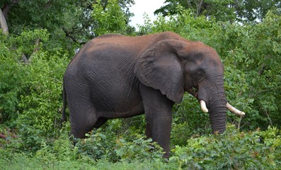 Fototapeta premium elephant
