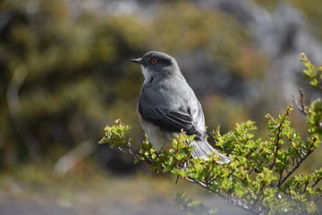 AVES