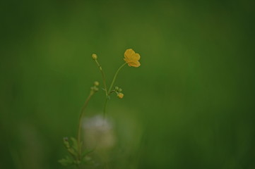 yellow flower on green background