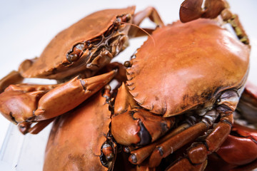 red crab on white background
