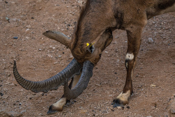 male elk in the mountains al ain zoo united arab emirates
