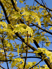 fresh growing leaves of maple tree at spring
