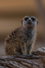 Fototapeta premium meerkat on the lookout in al ain zoo abu dhabi