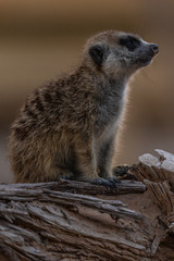 Fototapeta premium meerkat on the lookout in al ain zoo abu dhabi