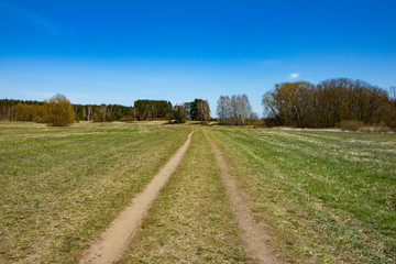 beautiful spring day in the forest, scenic landscape, forest with pines. natioal park.  environment protection concept. untouched place