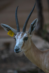 Fototapeta premium deer in the dwsert al ain united arab emirates