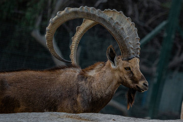 male elk in the mountains al ain zoo united arab emirates