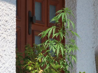 Hemp plant by door