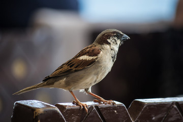 sparrow on a fence