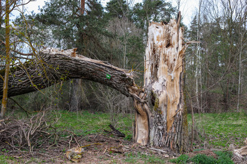 Tree with lots of branches has fallen down