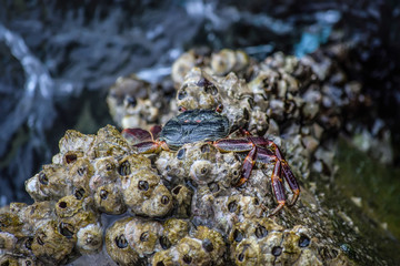 crab on the rock