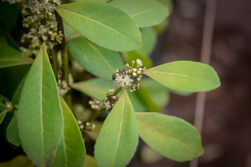 yerba mate plants grown in a greenhouse