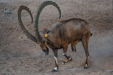 male elk in the mountains al ain zoo united arab emirates