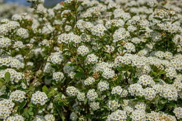 white flowers in the garden