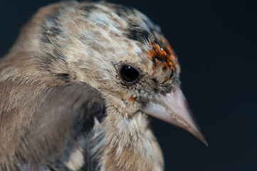 Young European goldfinch Carduelis carduelis parva. The Nublo Rural Park. Tejeda. Gran Canaria. Canary Islands. Spain.