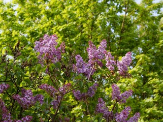 Lilac bush blossoming with lila fragrant flowers 