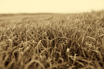 Early spring morning, in the steppe on the grass frost.