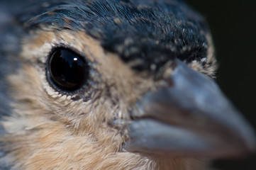 Head of a common chaffinch Fringilla coelebs canariensis. The Nublo Rural Park. Tejeda. Gran Canaria. Canary Islands. Spain.