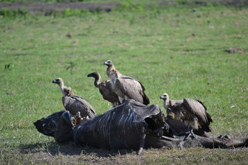 vulture