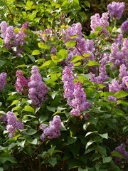 Lilac bush blossoming with lila fragrant flowers 