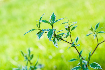 Obraz premium fresh bushes in the city park with green backgroung