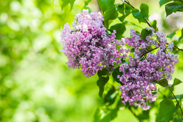 purple lilac brushes on the green background