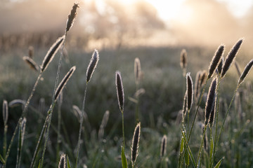 Some blooming grass plants in a meadow in autum on a cold morning with the warm orange light of the...