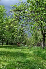 Fototapeta na wymiar orchard in the spring before the storm