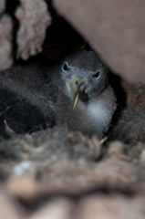 Chick of Cory's shearwater Calonectris borealis in the nest inside its burrow. The Nublo Rural Park. Mogan. Gran Canaria. Canary Islands. Spain.