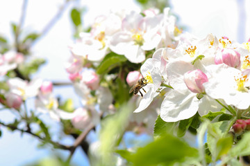 Flowering apple tree in the garden, fertile tree, spring inflorescence, a bee collects pollen from blossoming flowers of an apple tree, banner, close up, copy space, cultivation