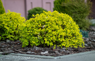 Bush spiraea japonica close-up