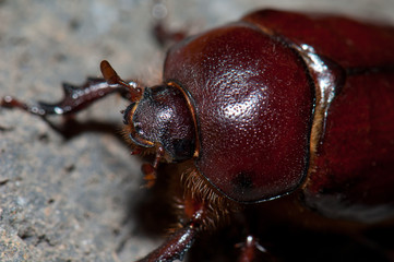 Beetle Phyllognathus excavatus on a rock. Female. Pajonales. Integral Natural Reserve of Inagua. Tejeda. Gran Canaria. Canary Islands. Spain.