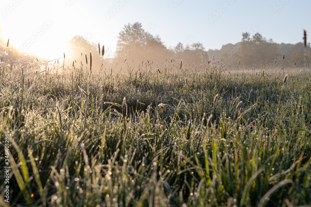 Wall mural view on a meadow with some blooming grass plants in the early morning hours of a cold winter day wit