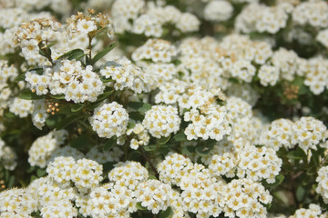 close up of white flowers