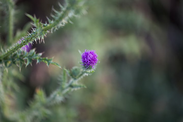 blooming thistle.