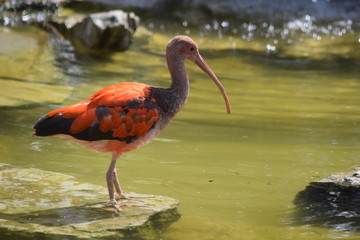 Scarlet ibis