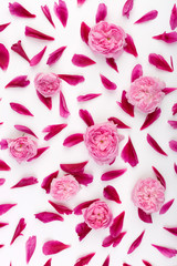 Top view of petals of pink peony flowers and pink english roses laying on white background. Concept of love.