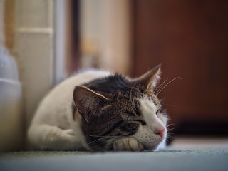 Sleeping Tabby Cat