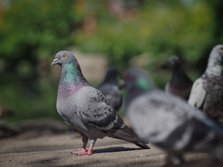 Pigeons