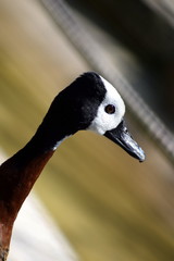 White faced duck