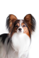 Dog papillon, portrait on a white background