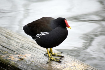 Black winged blackbird