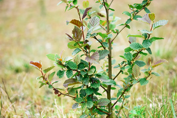 green leaves on a tree