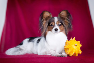 Dog papillon on a red background with a yellow pumpkin