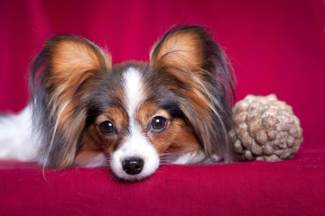Dog papillon on a red background with a pine cone